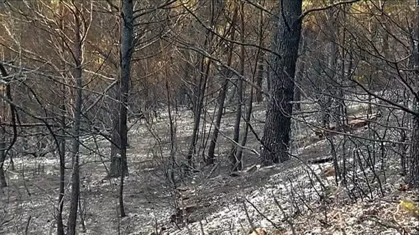 Monze : la désolation après l&#039;incendie qui a brûlé 900 hectares