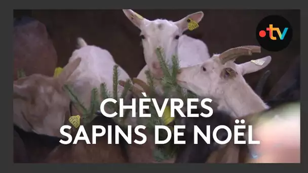 Les sapins de Noël comme aliment pour les chèvres