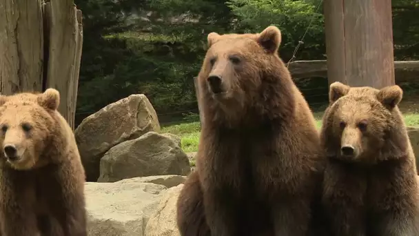 le parc animalier des Pyrénées à Argeles-Gazost pendant le confinement