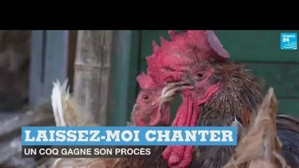 Laissez-moi chanter : un coq gagne son procès