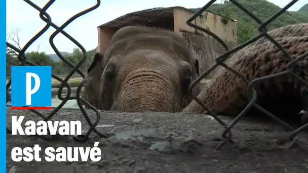 Pakistan : un éléphant sauvé avec l’aide de la chanteuse Cher