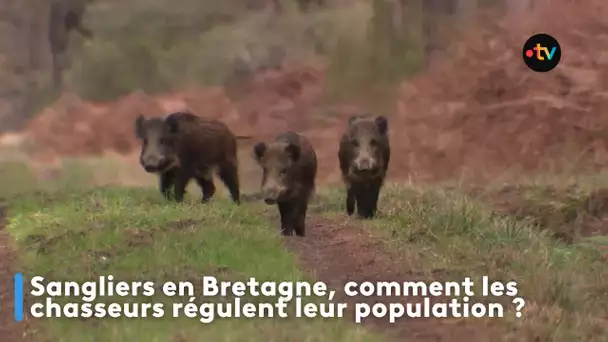 Trop de sangliers en Bretagne, comment réguler la population ?