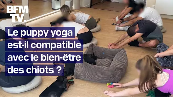 Puppy yoga: peut-on allier détente avec les chiots et bien-être animal?