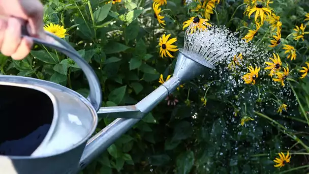 Arroser le soir, utiliser une réserve d'eau... Les astuces pour protéger votre jardin de la canicule