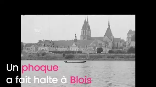Un phoque en Loire en 1975