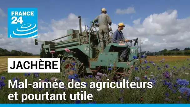 La jachère, un refuge essentiel pour la biodiversité et un outil pour les agriculteurs