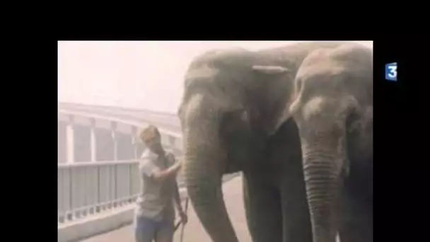 Anniversaire : deux éléphants sur le pont de Saint-Nazaire