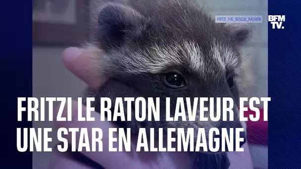 Fritzi le petit raton laveur d'Instagram qui fait craquer l'Allemagne