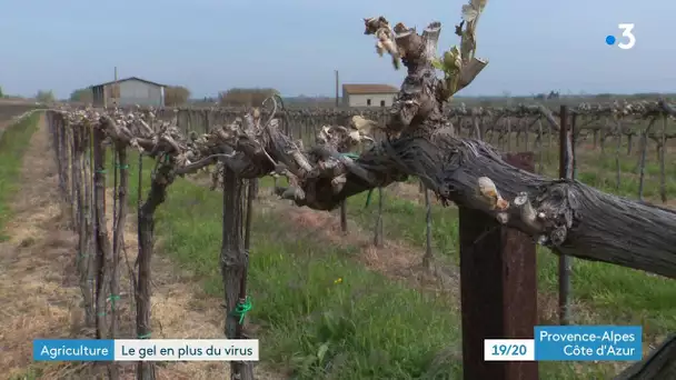 Le gel frappe les agriculteurs de Camargue et menace les récoltes