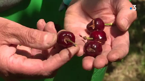 Pyrénées-Orientales : faux départ pour la cerise de Céret, la récolte 2020 s’annonce compliquée