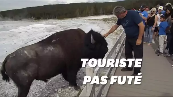 Les bisons de Yellowstone n'aiment pas que les touristes les caressent