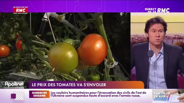 Le prix des tomates va s'envoler