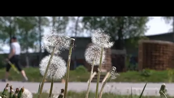 L'autoroute pour abeilles : un corridor écologique pour favoriser la biodiversité à Tallinn