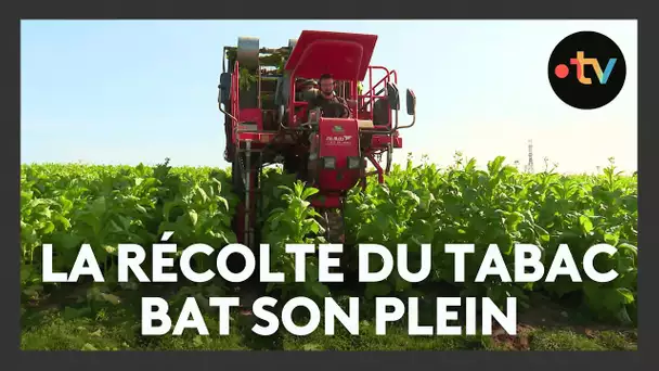 La récolte du tabac blond est tardive, mais de qualité