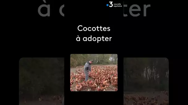 Insolite : 10000 poules pondeuses « à la retraite » cherchent des familles d’accueil #shorts