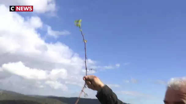 Des bourgeons font déjà leur apparition sur les vignes dans le Var