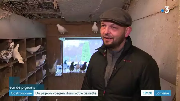 Vosges : découverte d'un élevage de pigeon qui se prépare pour les fêtes