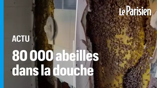 Une ruche géante de 80 000 abeilles retrouvée derrière une douche