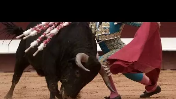 Corrida : à l'Assemblée nationale, le sujet «transcende les clivages partisans»