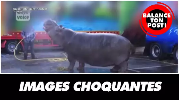Les images choquantes d'un hippopotame dressé dans un cirque