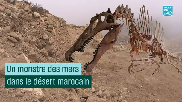 Un monstre des mers dans le désert marocain