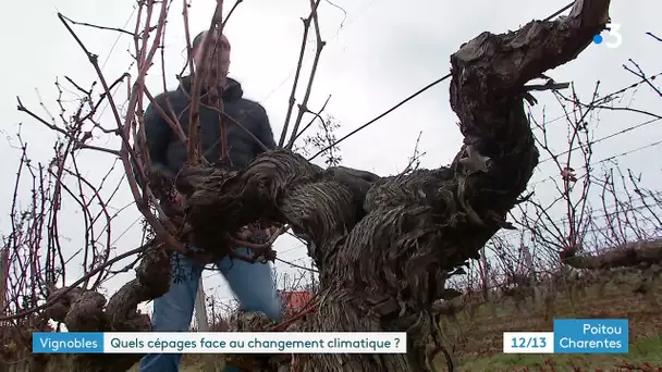 Vignobles : quels cépages face au changement climatique ?