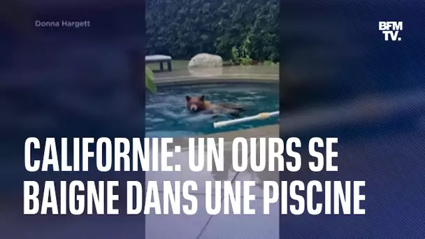 Un ours se baigne dans une piscine en Californie