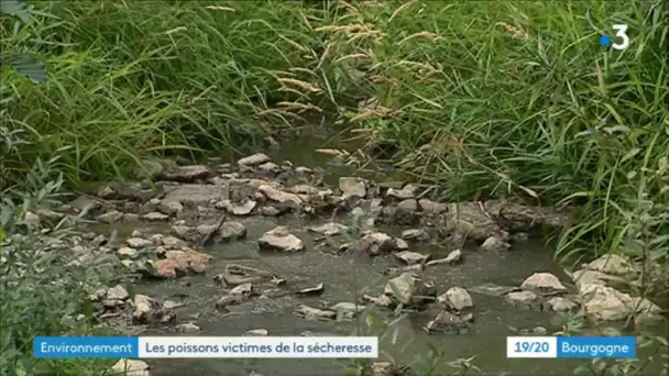 Nièvre : quand la sécheresse modifie le peuplement des rivières