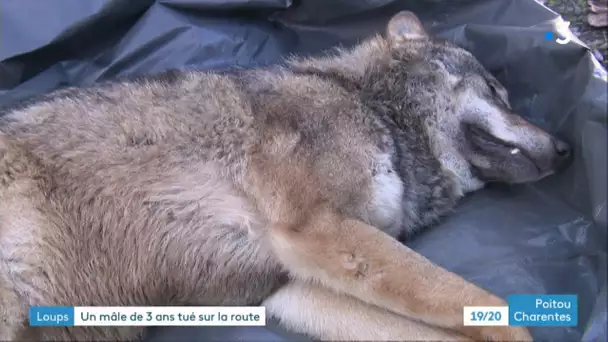 Deux-Sèvres : l'un des trois loups en fuite a été retrouvé mort sur une route