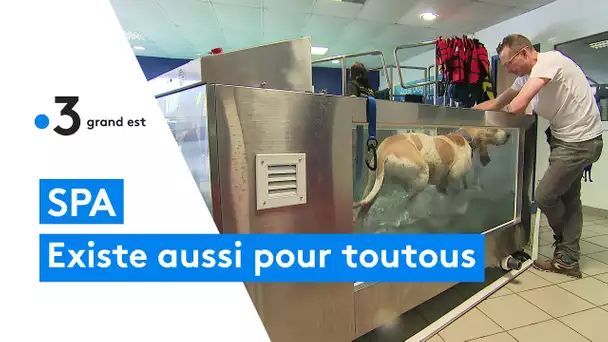 Un spa pour chiens à Saint-Dié-des-Vosges