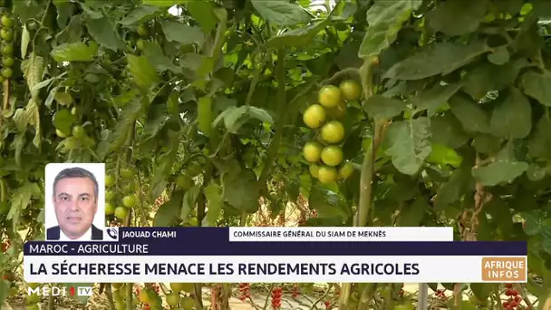 La sécheresse menace les rendements agricoles. Lecture Jaouad Chami