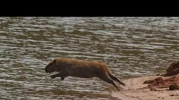 Un «festin» de Noël pour ces capybaras du zoo de Berlin