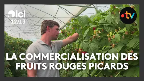Comment sont commercialisés les fruits rouges de Picardie