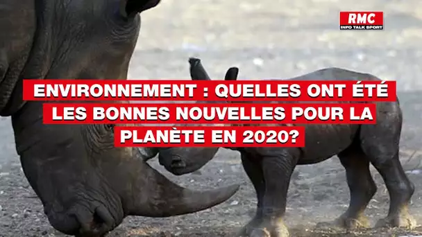 Environnement: quelles ont été les bonnes nouvelles pour la planète en 2020?