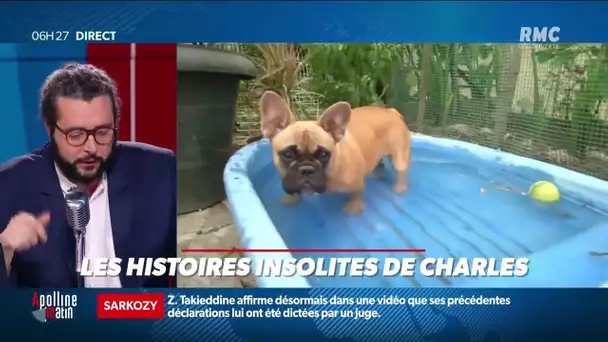 Voici le top 3 des prénoms les plus donnés aux chiens