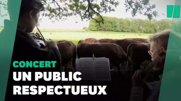 Faute de public, il a pris l'habitude de jouer devant... des vaches