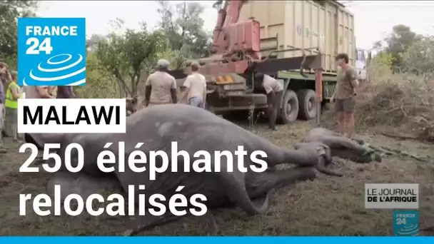 Malawi : 250 éléphants relocalisés dans un parc où l'espèce avait quasiment disparu