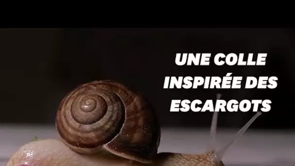 Une superglue réversible et efficace qui copie la bave d'escargot