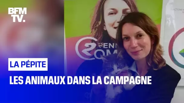 Les animaux dans la campagne