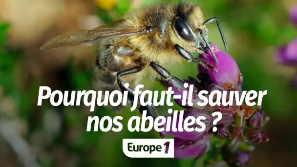 POURQUOI DEVONS-NOUS SAUVER LES ABEILLES ?