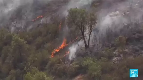 Incendies meurtriers en Algérie : 71 morts, une vingtaine de pyromanes arrêtés • FRANCE 24