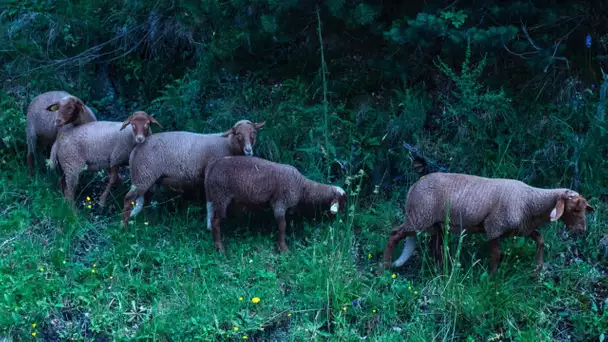 Animaux : premier foyer en France d'un nouveau type de fièvre catarrhale ovine