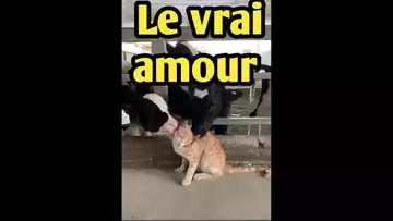 Trop Mignon Des Vaches Lechent Un Chat Video Allo Trends