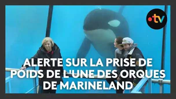 "Enceinte ou malade ?": One Voice alerte sur la prise de poids de l'une des orques de Marineland