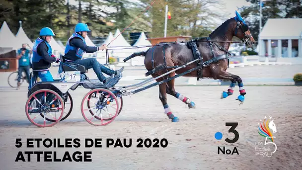 Le marathon d'attelage CAIO 4 étoiles de Pau 2020