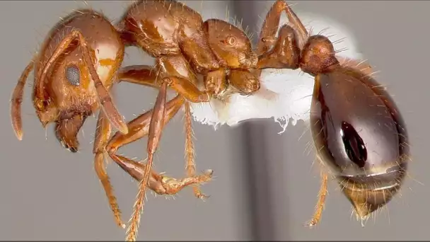 La fourmi de feu, l'une des espèces les plus invasives au monde, pourrait arriver en France