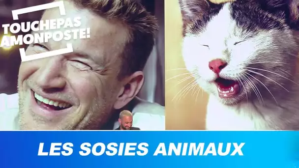 Les sosies animaux des chroniqueurs de TPMP !