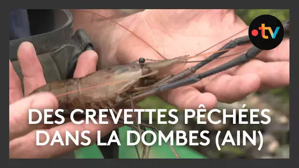 Des crevettes pêchées dans la Dombes (Ain)