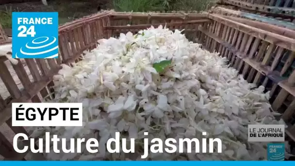 Culture du jasmin en Égypte : la variété la plus appréciée récoltée à Shubra Beloula