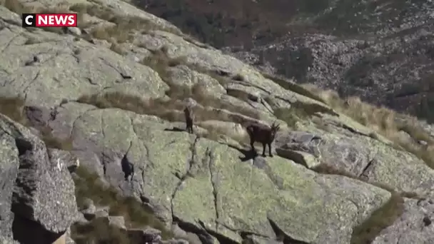 Les bouquetins bientôt tranquille en Suisse